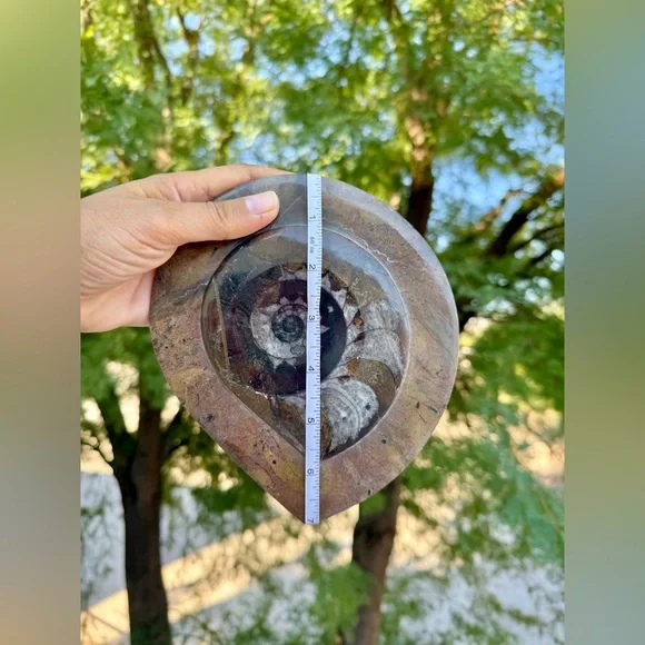 Ammonite Fossil from Morocco - Picture 6 of 6